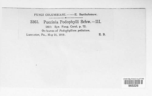 Puccinia podophylli image